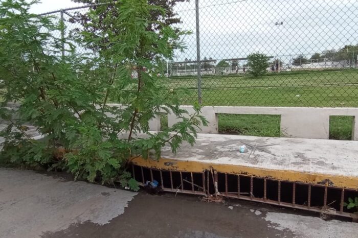 Crecen árboles al interior del alcantarillado y guardaganado