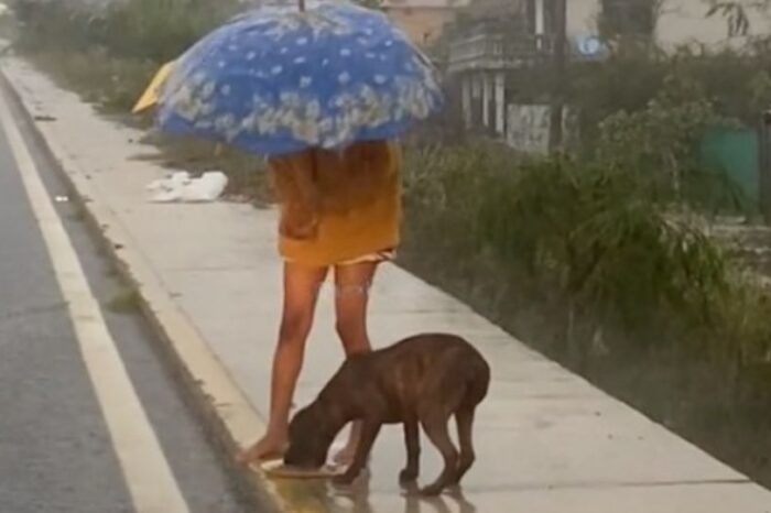 Niña conmueve en redes al alimentar a perrito callejero durante el huracán en Guerrero
