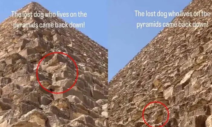 Perrito captado en lo alto de la Gran Pirámide de Giza, pudo bajar solito