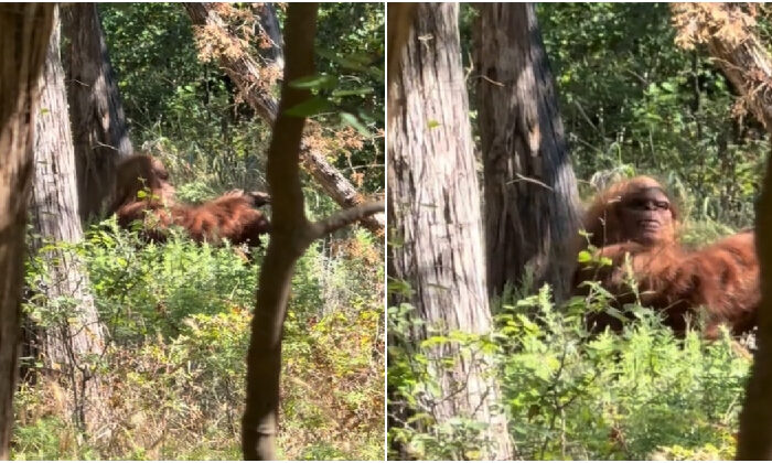 Excursionistas captan a supuesto ‘pie grande’