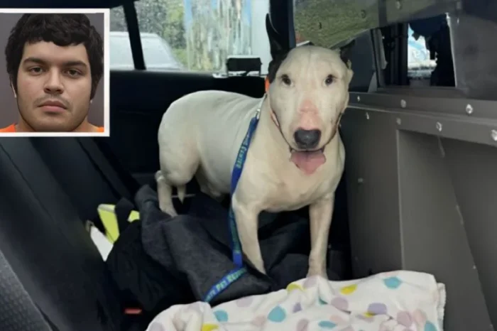 Detienen a hombre que amarró y abandonó a perrito en medio de huracán Milton