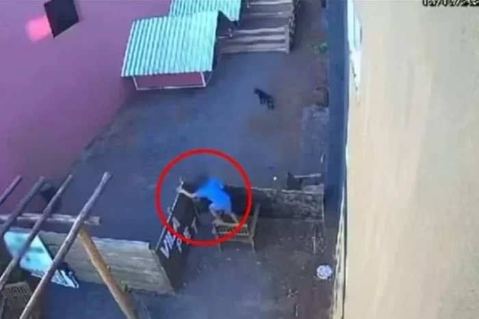 Menor entra a veterinaria y mata a 23 animalitos en Brasil; no irá a prisión