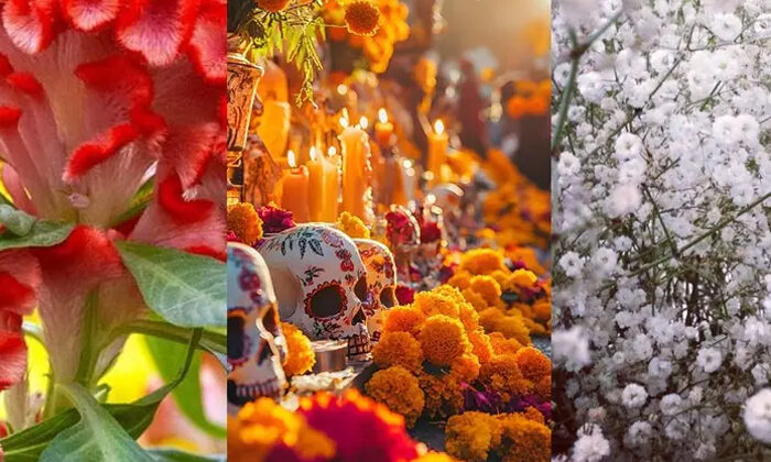Además de cempasúchil, estas son las flores que puedes colocar en la ofrenda de Día de Muertos