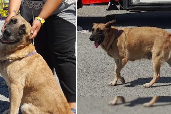 Perrita fue abandonada pero ahora recorre el país con la feria