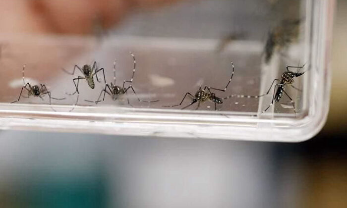 Confirman seis muertes por dengue