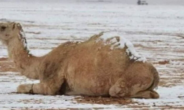 Otra región del desierto de Arabia Saudita se cubre de nieve