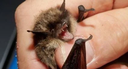 Hombre muere al contraer rabia por mordedura de murciélago en Oaxaca