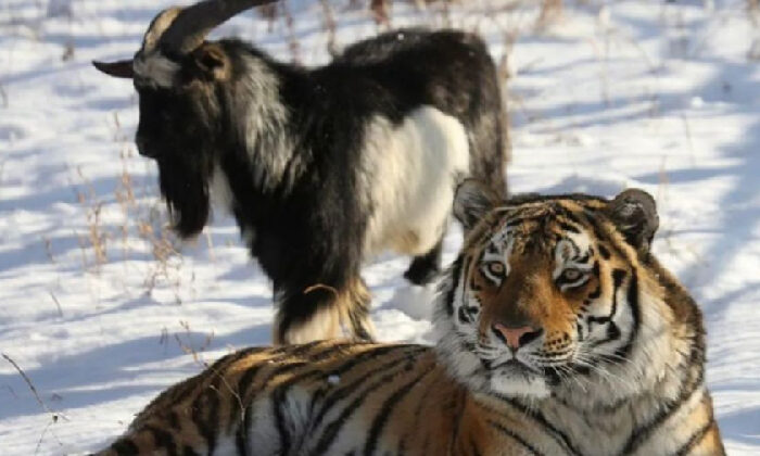 La curiosa historia del tigre que no quiso comerse una cabra y se hicieron amigos