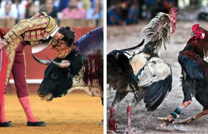 Buscan prohibir las corridas de toros y peleas de gallos