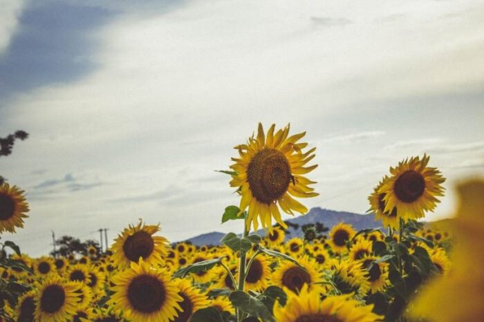 Abren el campo de Girasoles más grande de Tamaulipas