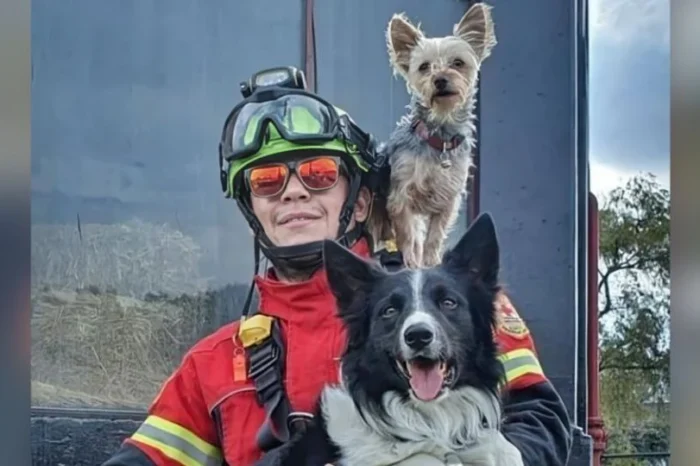 Corte revoca amparo a responsable del homicidio de perros rescatista 'Athos y Tango'