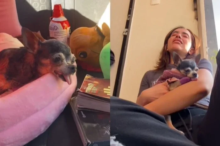 ‘Mi último día en la tierra’: Viralizan video de chihuahua antes de ser sacrificada