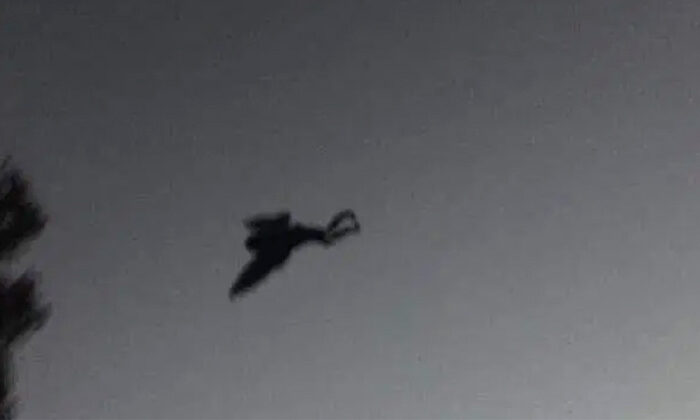 “Hombre pájaro” ha sido visto por la sierra