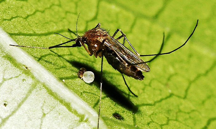 Dengue a punto de superar los 2 mil casos en Tamaulipas