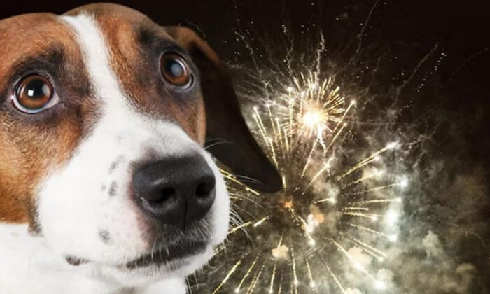 Te decimos técnicas para calmar a tu perro cuando hay fuegos artificiales