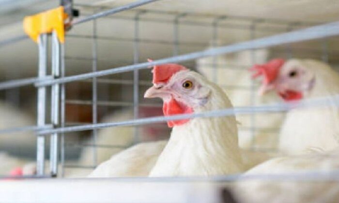 Estados Unidos confirma primer caso grave de gripe aviar en humanos