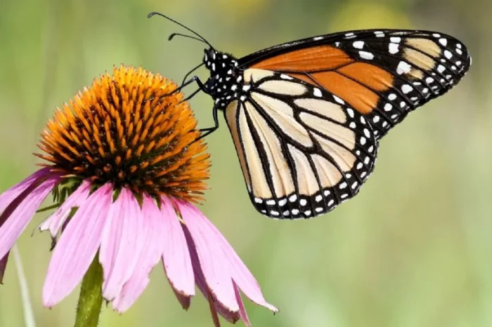Proponen proteger a la mariposa monarca como especie en peligro de extinción