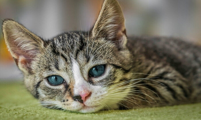 Mujer demanda a su esposo por ponerle más atención a su gato que a ella