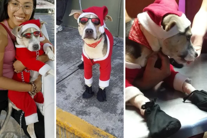 Perrito se disfraza de Santa para pagar su tratamiento