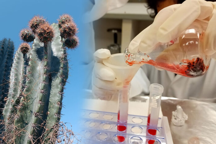 Analizan potencial antioxidante de la cáscara de pitaya