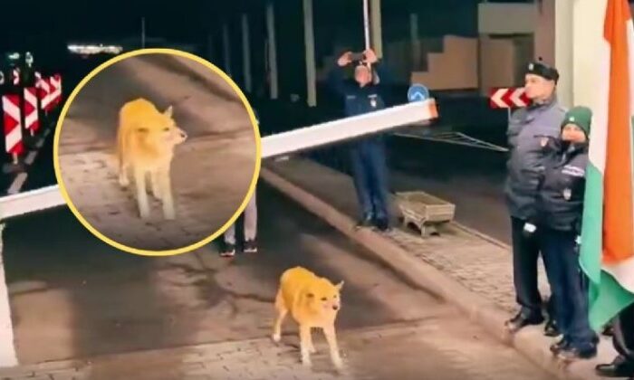 Un perrito fue el primero en cruzar libre la frontera de Rumania con Europa