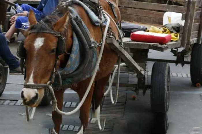 Busca Congreso crear ley para proteger a caballos