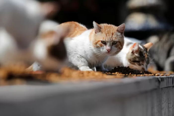 Investigan envenenamiento masivo de gatos en Tampico