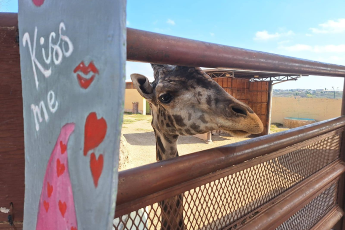 Fallece Bruno, la jirafa más querida del Zoológico de Nuevo Laredo