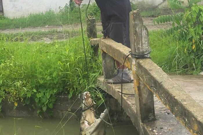 ¡Morrito de 13 años atrapa cocodrilo de 2 metros en Ciudad Madero!