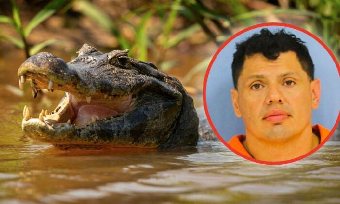 Video:Huye de la policía, se lanza a un pantano y termina atacado por un caimán