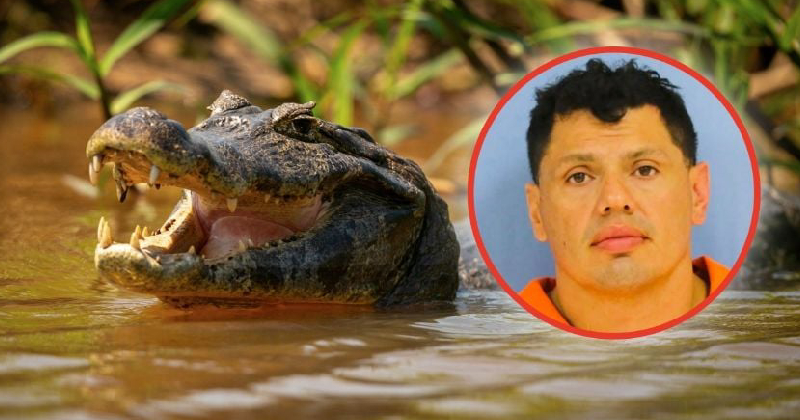 Video:Huye de la policía, se lanza a un pantano y termina atacado por un caimán
