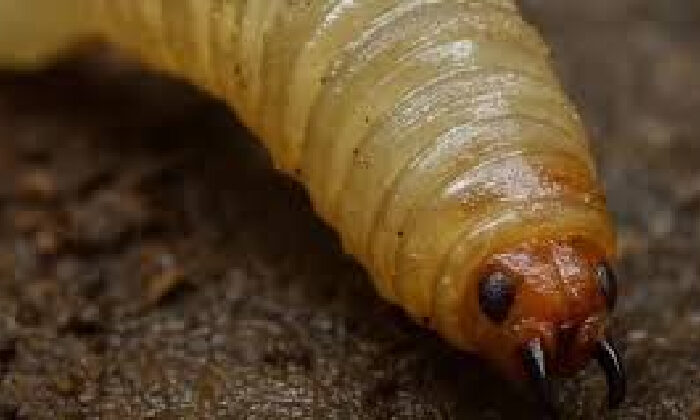Nuevo León registra segundo caso humano de gusano barrenador