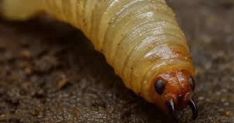 Nuevo León registra segundo caso humano de gusano barrenador