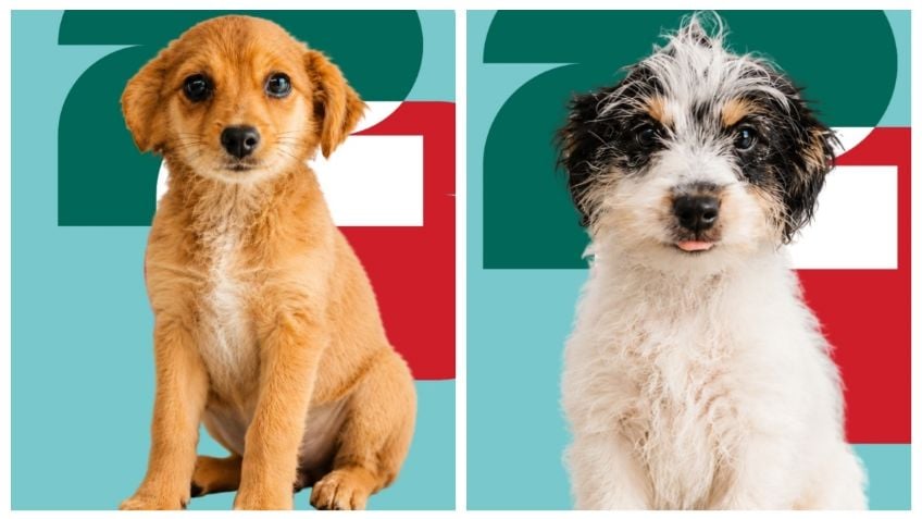 Perritos buscan familia al estilo del álbum del Mundial 2026
