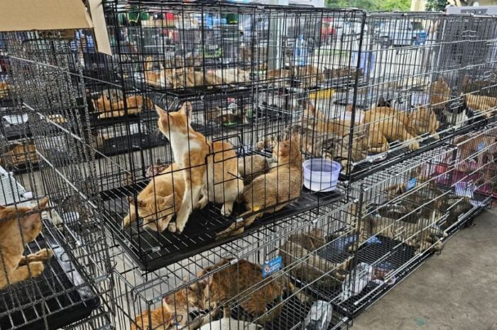 Rescatan 400 gatos que serían vendidos para consumo humano; hay nueve detenidos