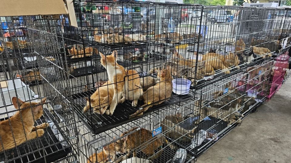 Rescatan 400 gatos que serían vendidos para consumo humano; hay nueve detenidos