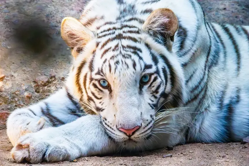 Muere Kenzo, el tigre blanco que escapó y mantuvo en alerta al Estado de México