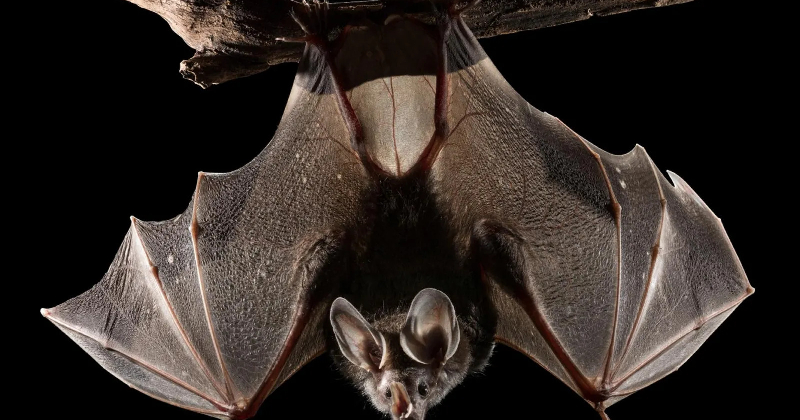 Niño muere de rabia tras despertar con un murciélago sobre su rostro; nadie imaginó el riesgo