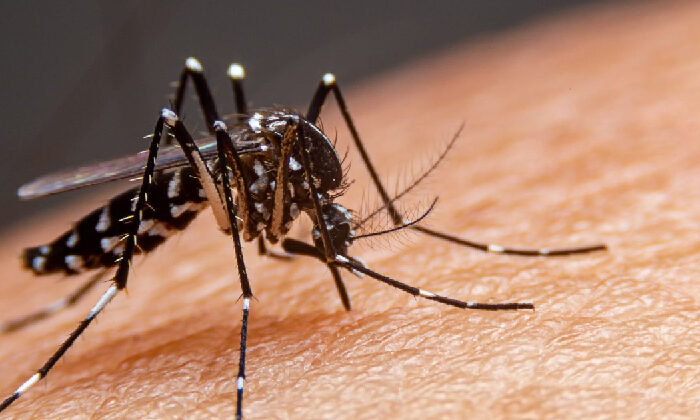 Tamaulipas mantiene bajo control el dengue y los golpes de calor; reportan 38 casos y ninguna defunción