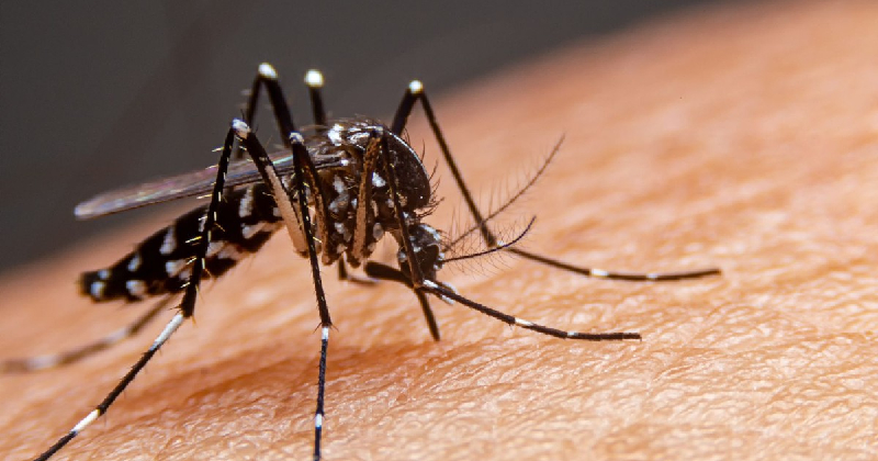 Tamaulipas mantiene bajo control el dengue y los golpes de calor; reportan 38 casos y ninguna defunción
