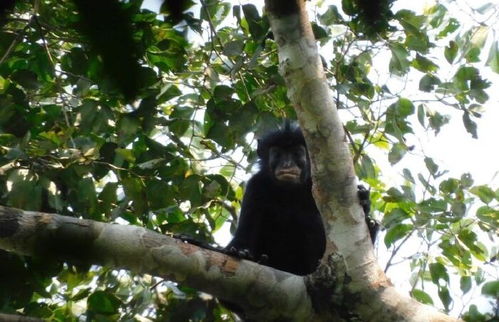 Descubren nueva especie de mono en África