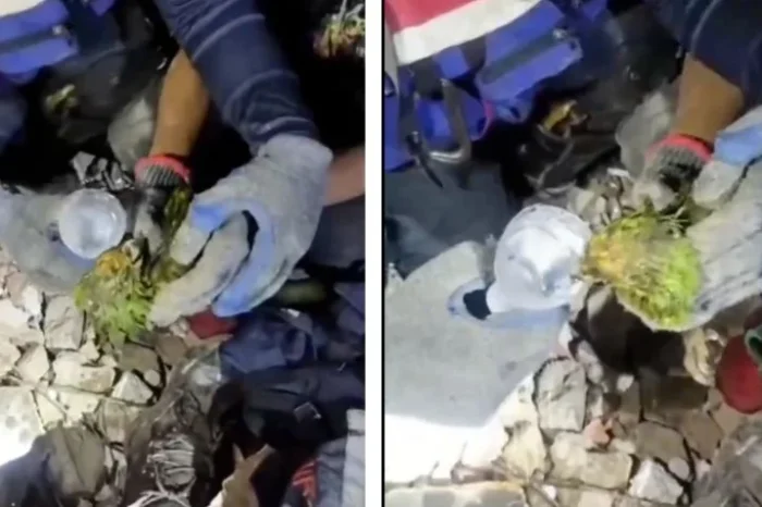 "Panchito": el loro que sobrevivió 9 días bajo los escombros 🦜🥹