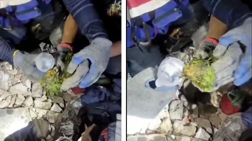 "Panchito": el loro que sobrevivió 9 días bajo los escombros 🦜🥹
