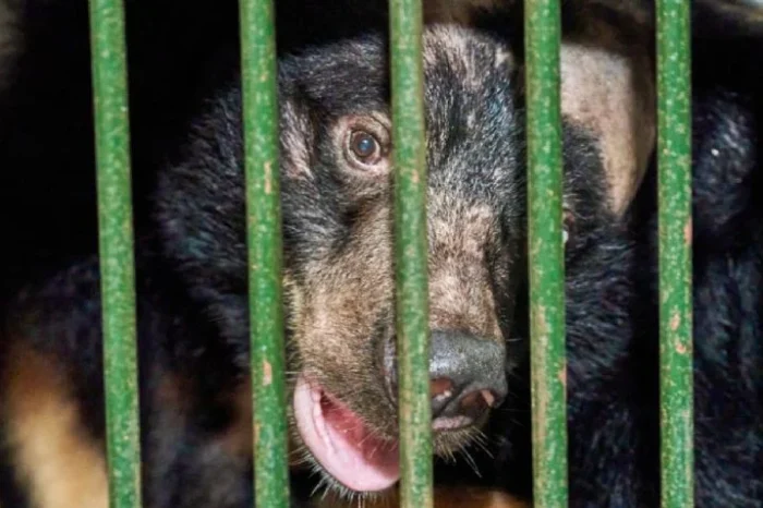 Conmueve al mundo: osos rescatados conocen un bosque por primera vez