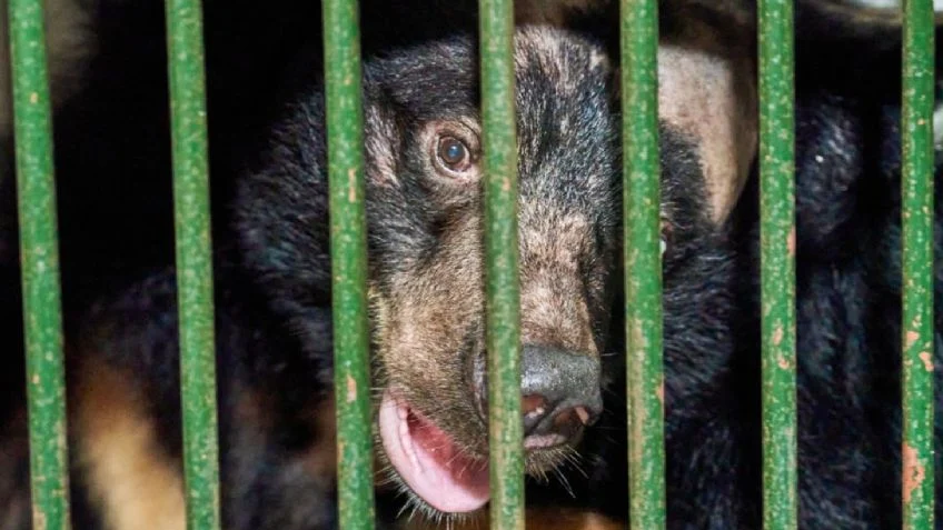 Conmueve al mundo: osos rescatados conocen un bosque por primera vez