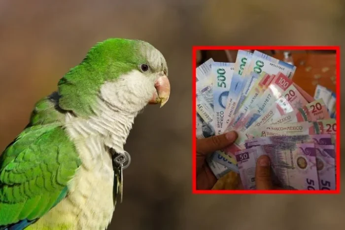 PROFEPA advierte: tener estas aves como mascota puede llevarte a prisión