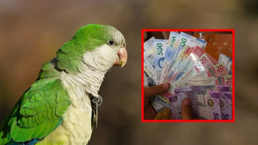 PROFEPA advierte: tener estas aves como mascota puede llevarte a prisión