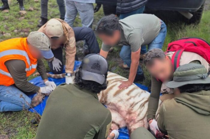 Profepa justifica disparos contra el tigre Kenzo: “Era para salvar la vida del veterinario”