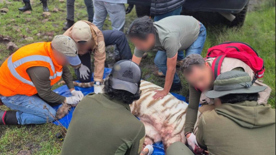 Profepa justifica disparos contra el tigre Kenzo: “Era para salvar la vida del veterinario”
