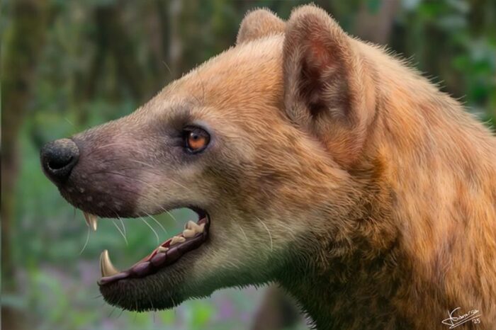 ¿Perro o oso? Hallan una especie prehistórica que desconcierta a los científicos